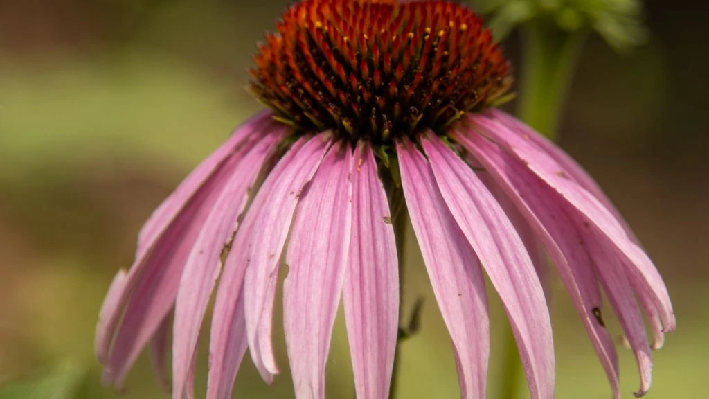 Echinacea purpurea in bloom with a honeybee on the central cone