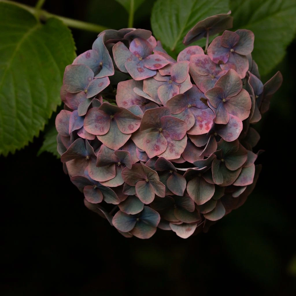 Hydrangea macrophylla mophead bloom in late September