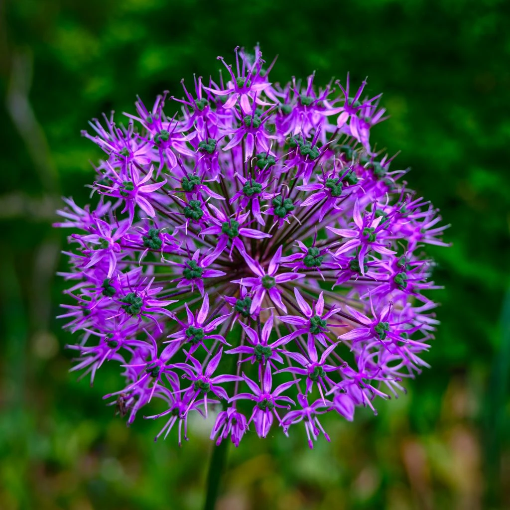 Allium Millenium with violet globe-shaped blooms
