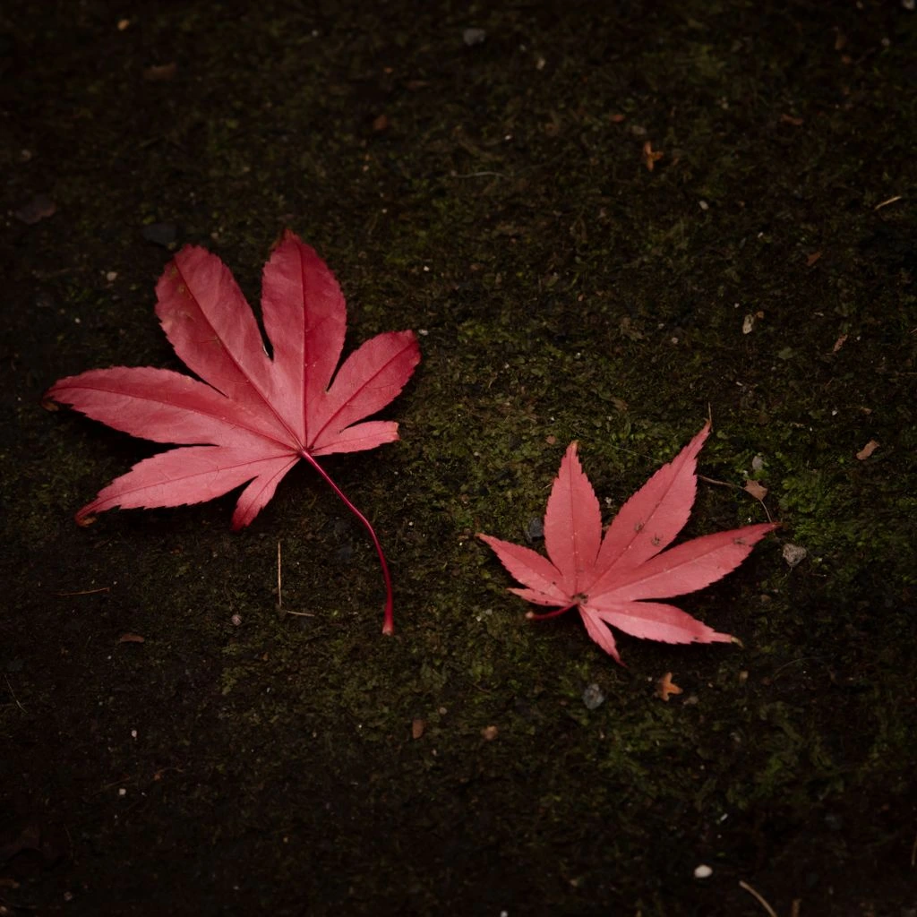 Acer palmatum dissectum in autumn crimson color