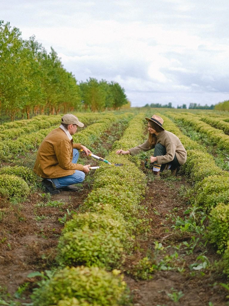 Gardener's hands holding a young seedling in rich autumn soil