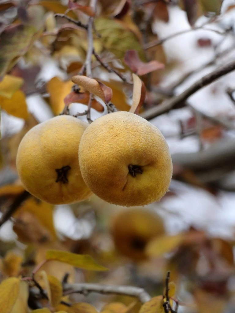 Cluster of ripe pawpaw fruits on a leafy branch.