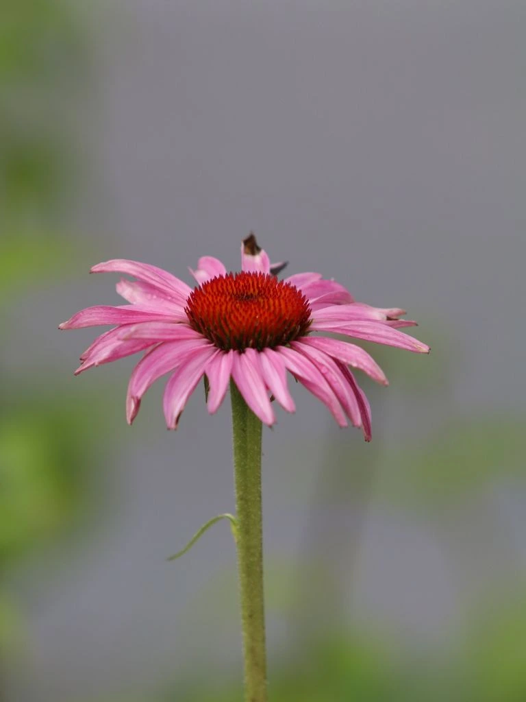 Tennessee coneflower in a native meadow.