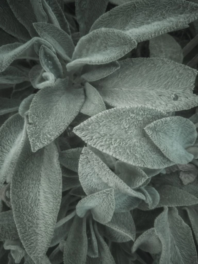Common sage growing in a kitchen garden bed.