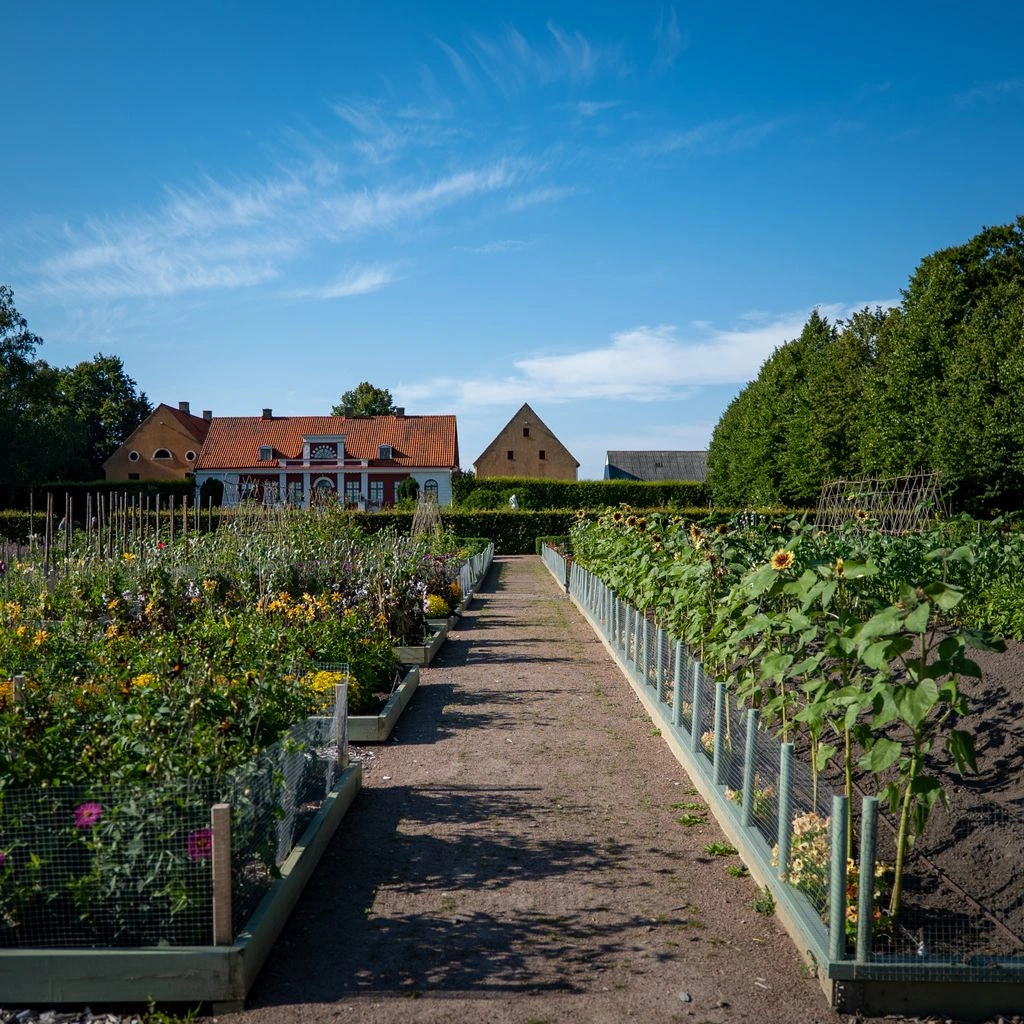 Raised bed kitchen garden with leafy greens and tomatoes.