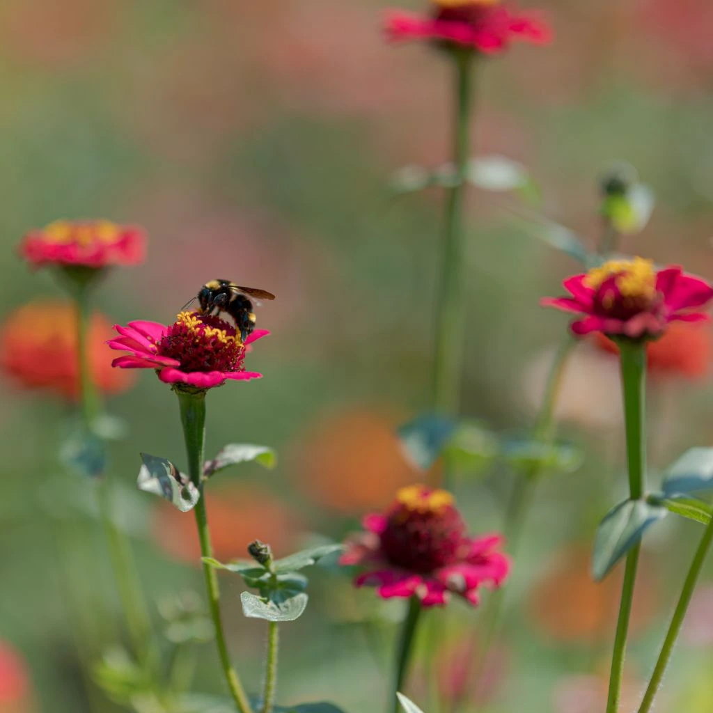 Pollinator garden with echinacea and milkweed in bloom.