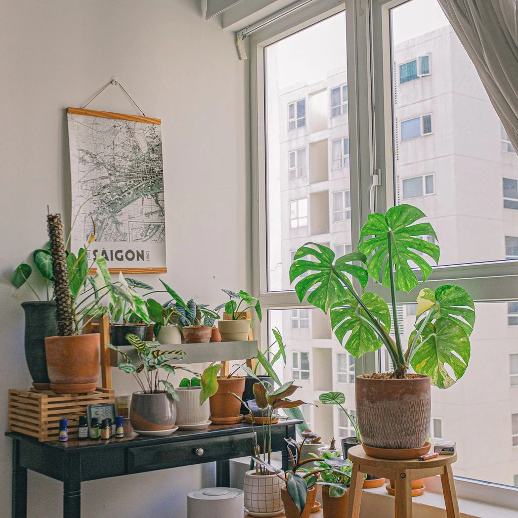 Houseplants arranged on a sunlit windowsill.