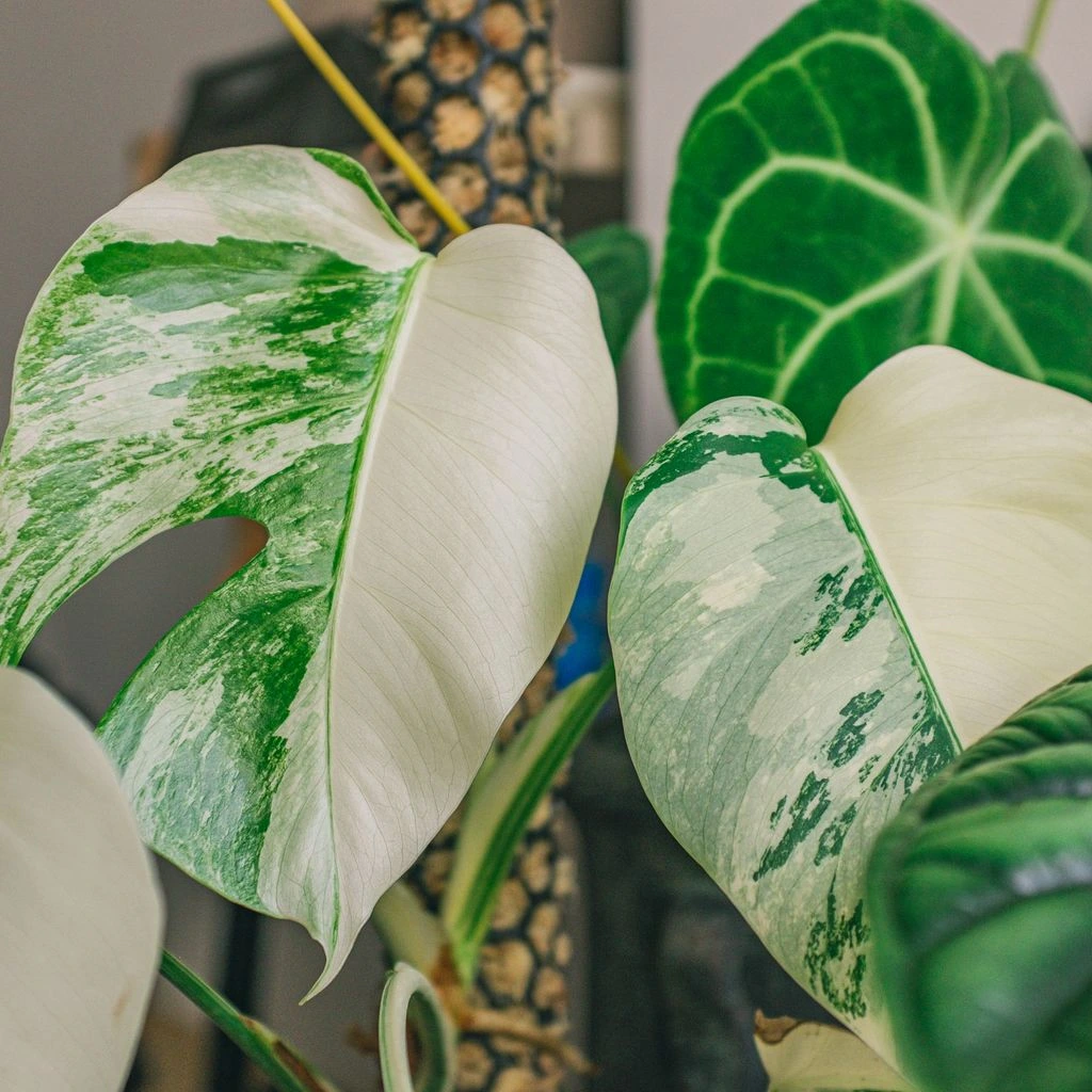 Rare variegated aroid leaf with cream and green marbling.